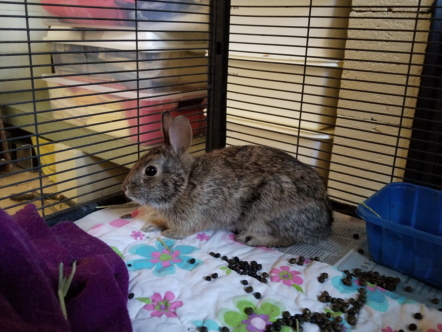 Cottontail Rabbit