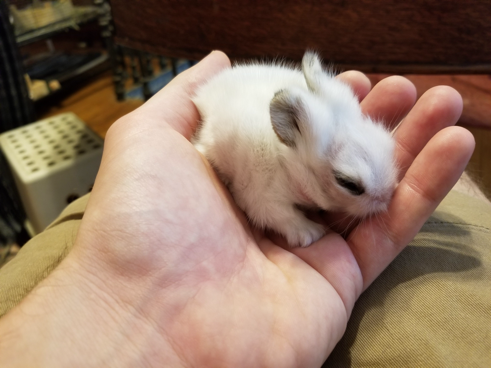 Baby bunny sitting in the palm of my hand.