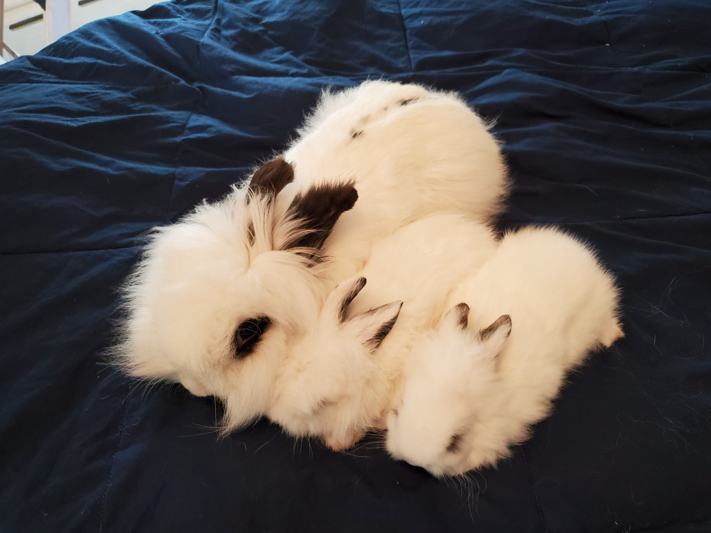 Bunny family photo.