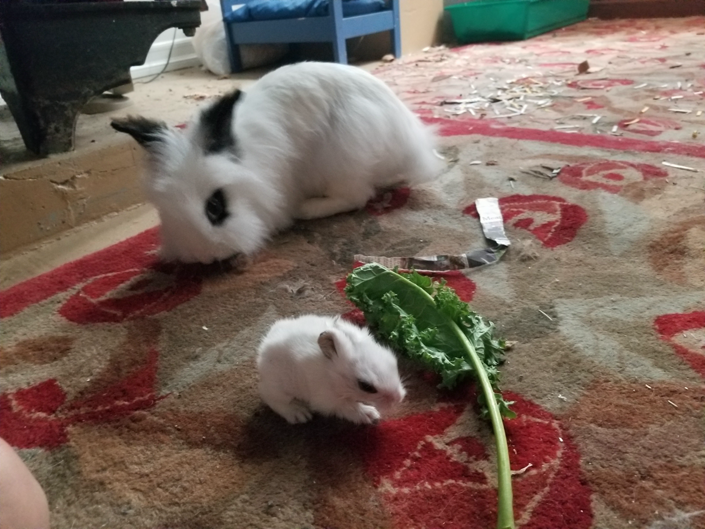 Momma and baby bun.