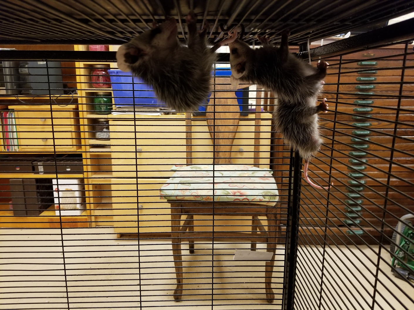 Three possums climbing.