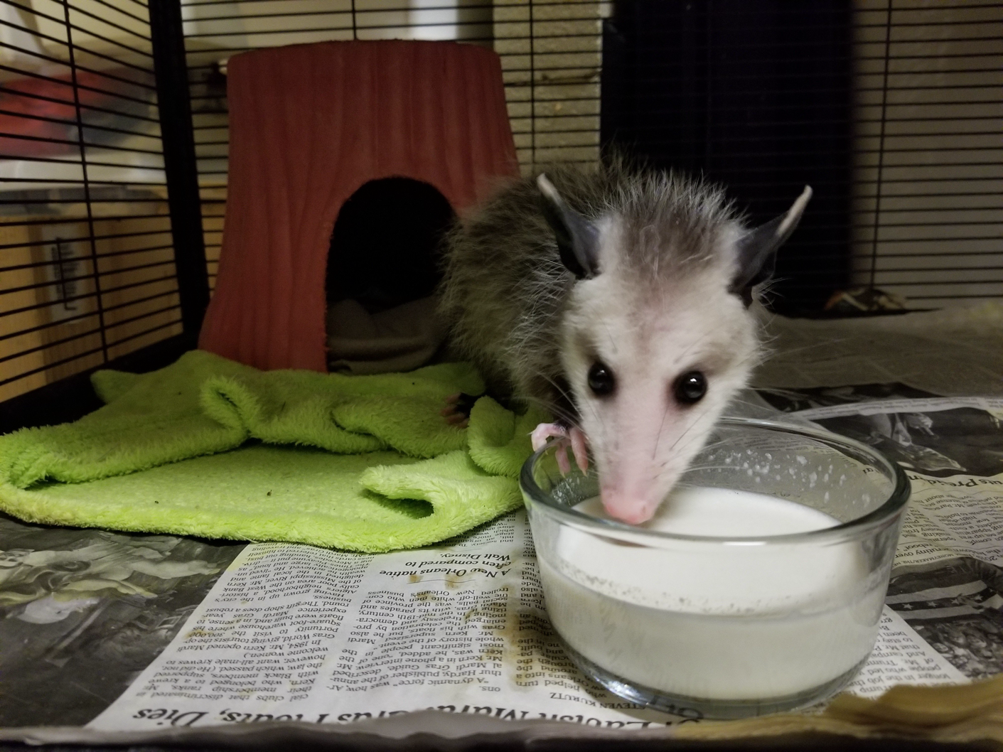 Possum Drinking Milk