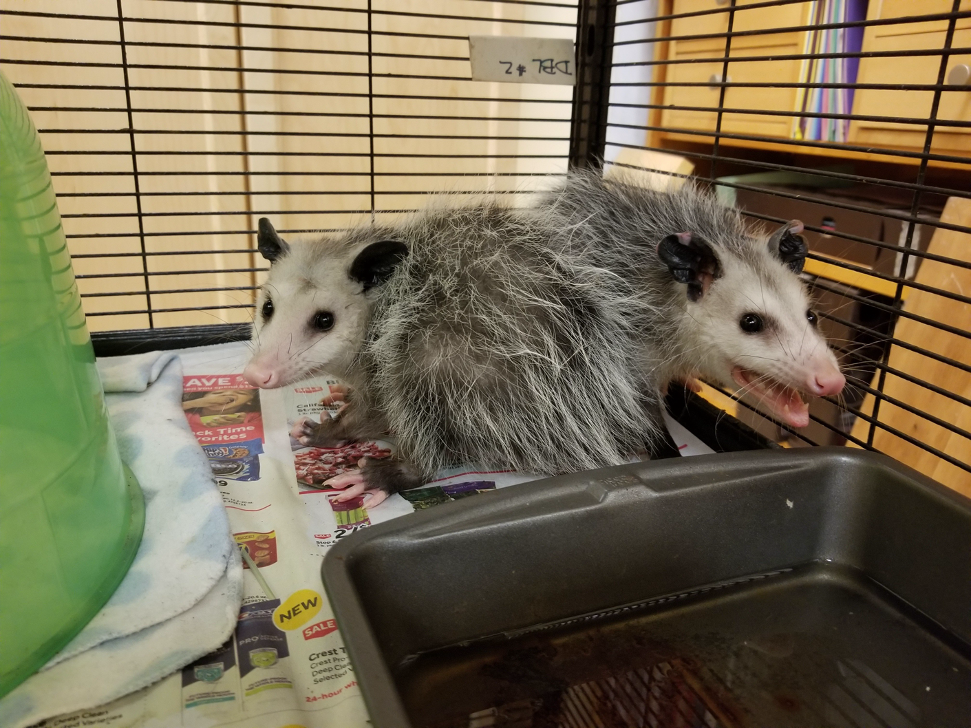 Possum Twins