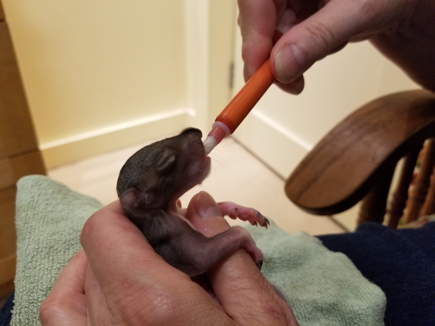 Srygen feeding a baby squirrel.