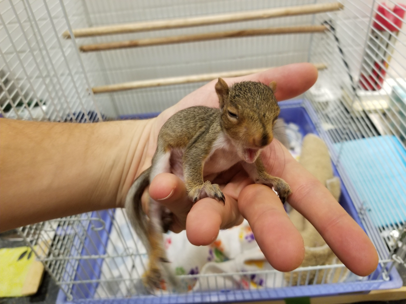 squirrel Yawn