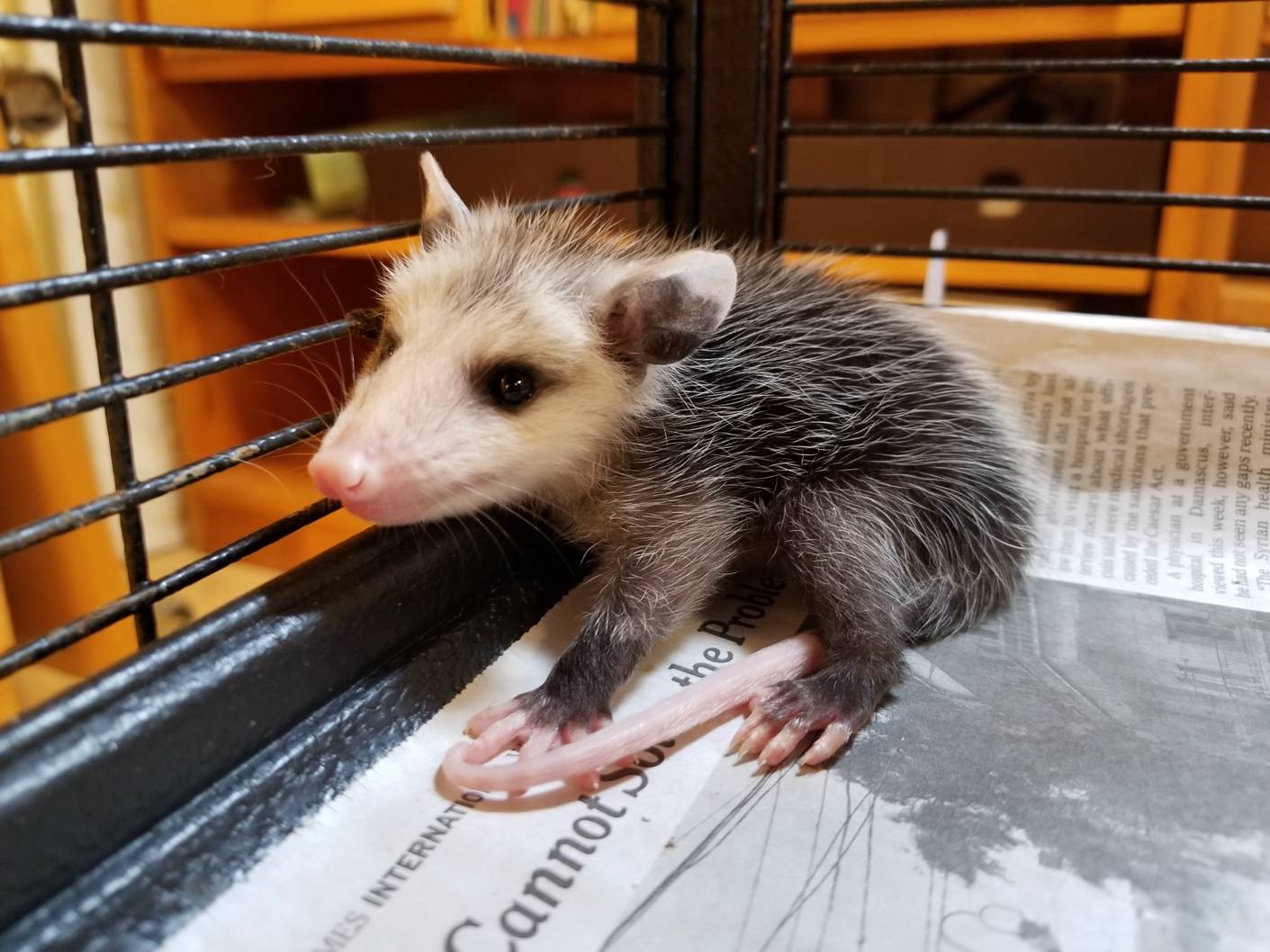 A Small Possum